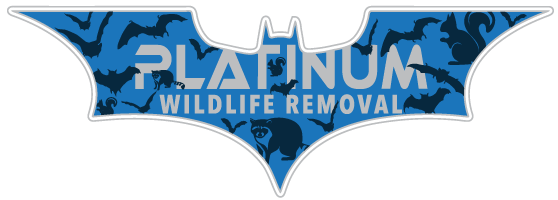 Ludington Wildlife Removal